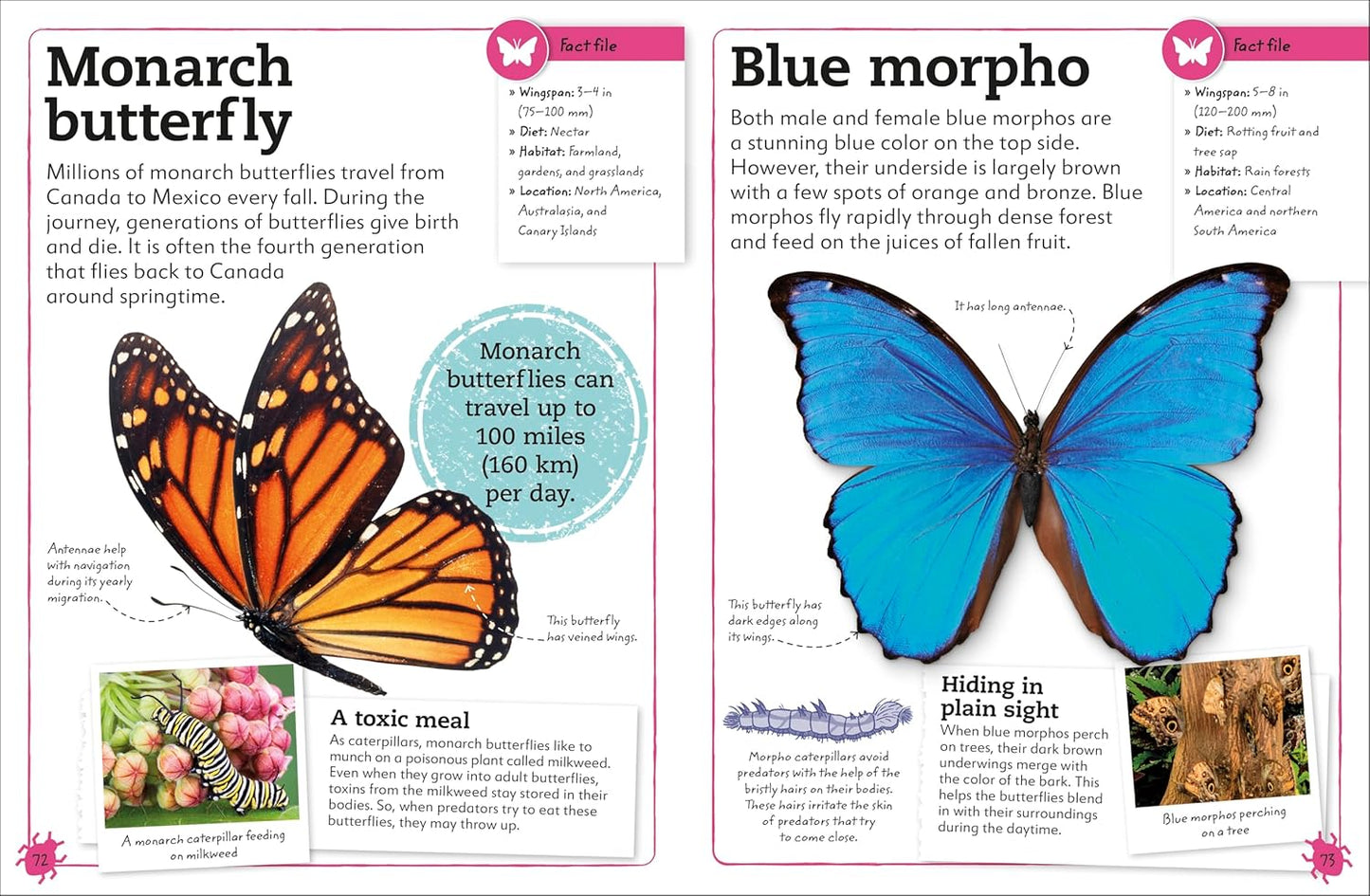 My Book of Bugs: A Fact-Filled Guide to the Insect World