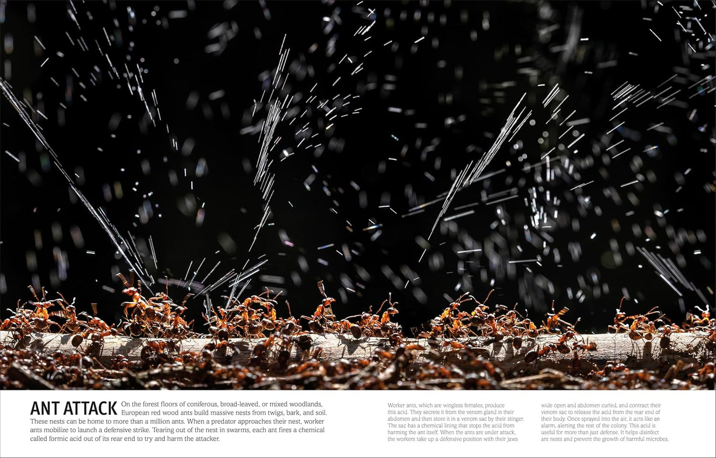 Our World in Pictures: Bugs, Butterflies, Beetles and Bees