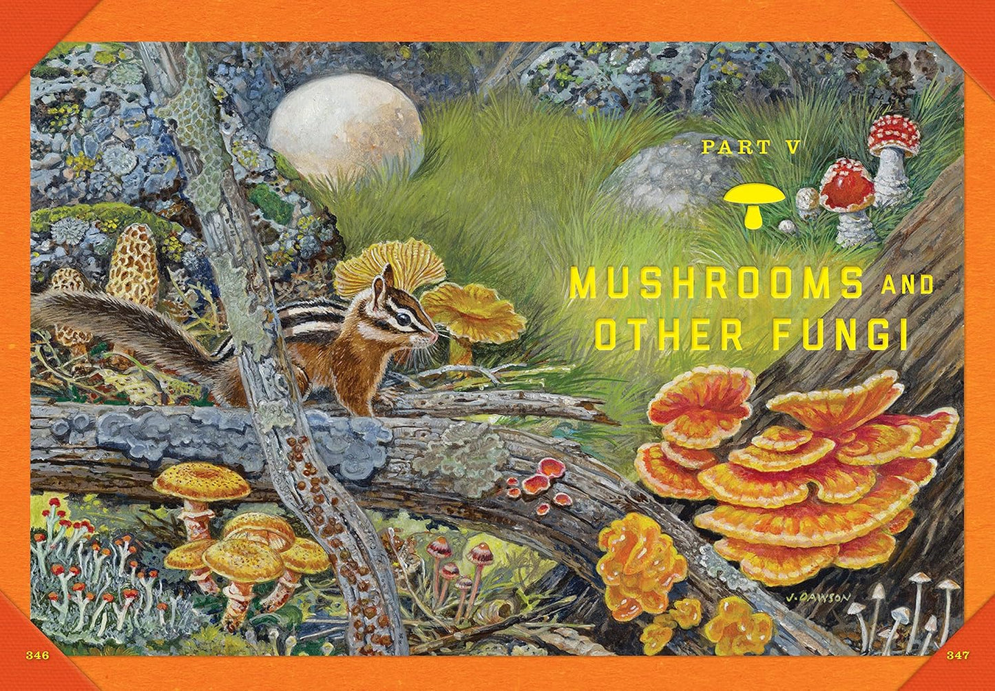Outdoor School: Tree, Wildflower, and Mushroom Spotting