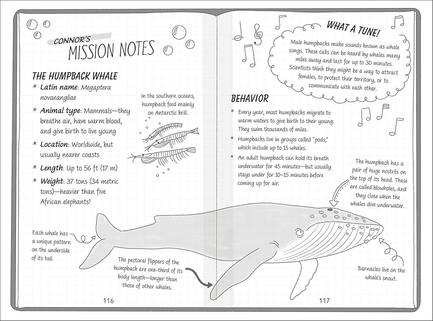 The Secret Explorers and the Lost Whales