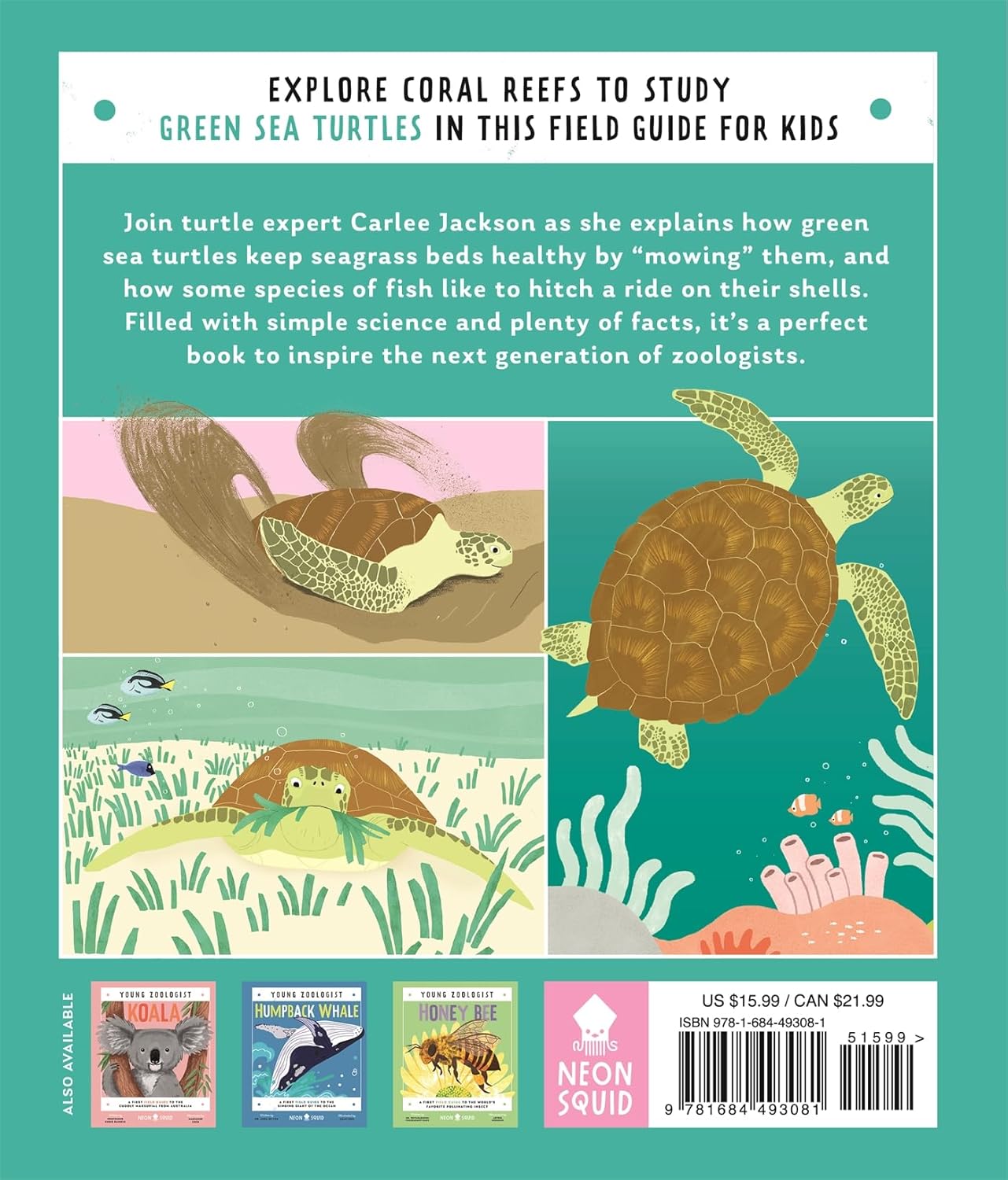 Young Zoologist: Green Sea Turtle