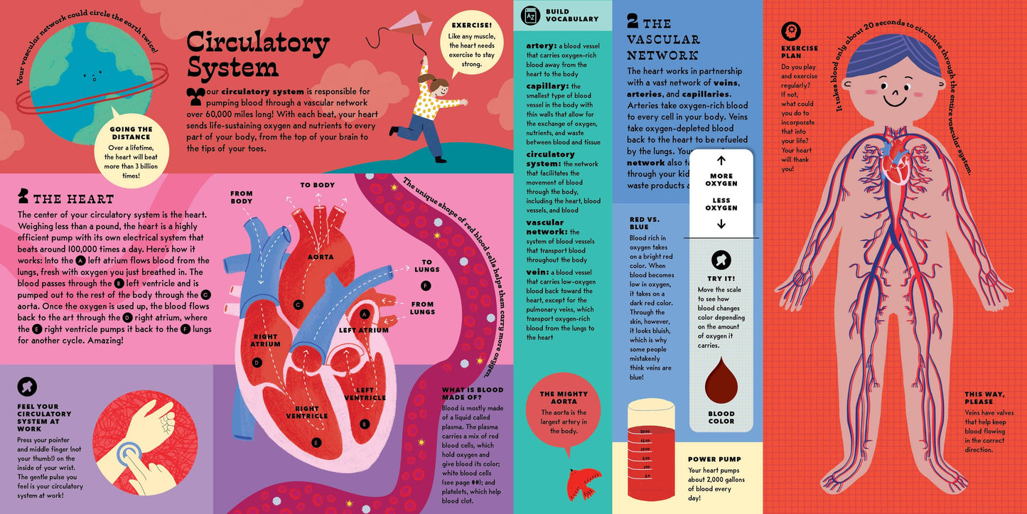The Interactive Human Body