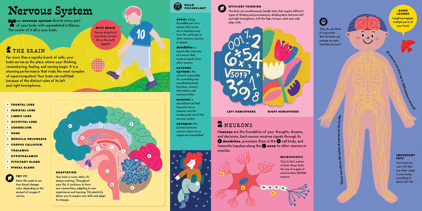The Interactive Human Body
