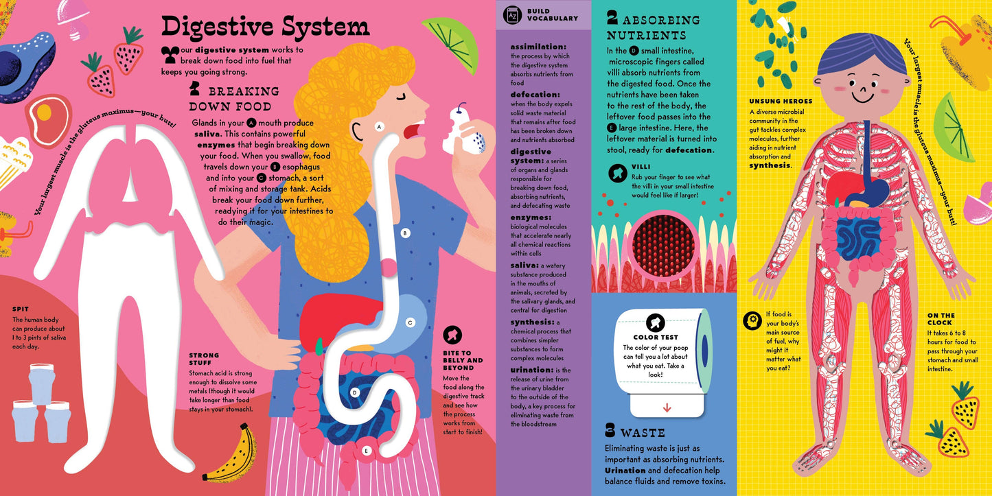 The Interactive Human Body