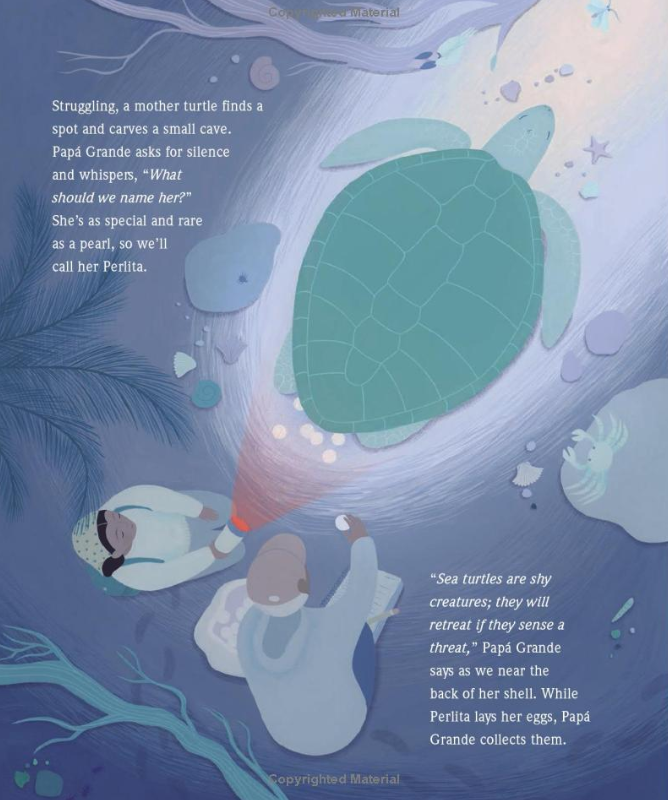 Pearls in the Sand: Protecting Sea Turtles in Oaxaca