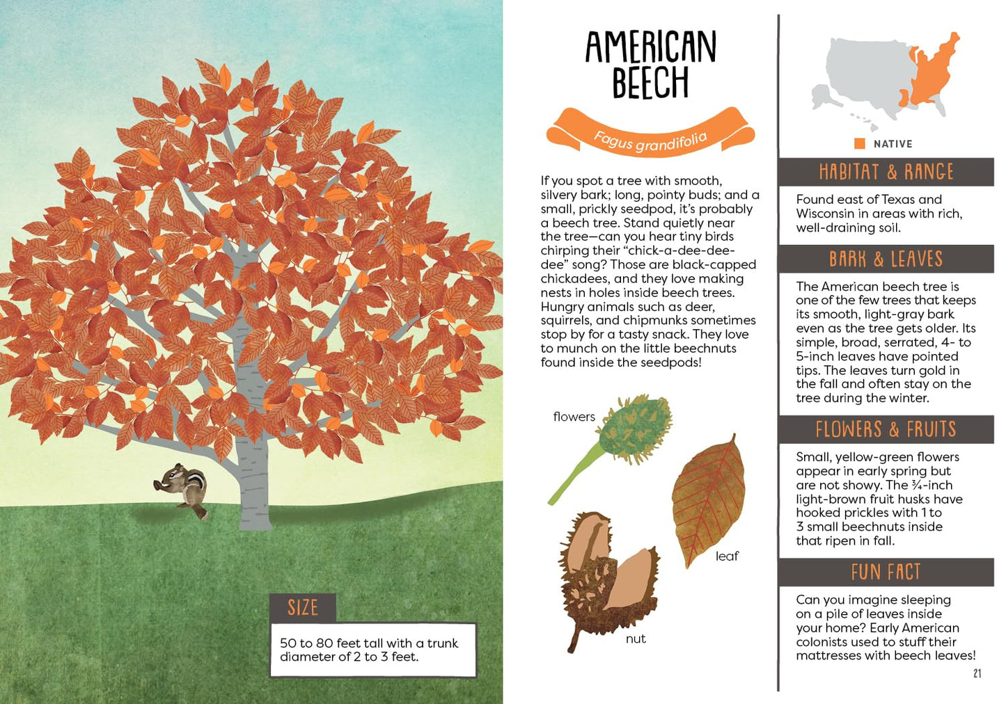 A Kid's Guide to Backyard Trees