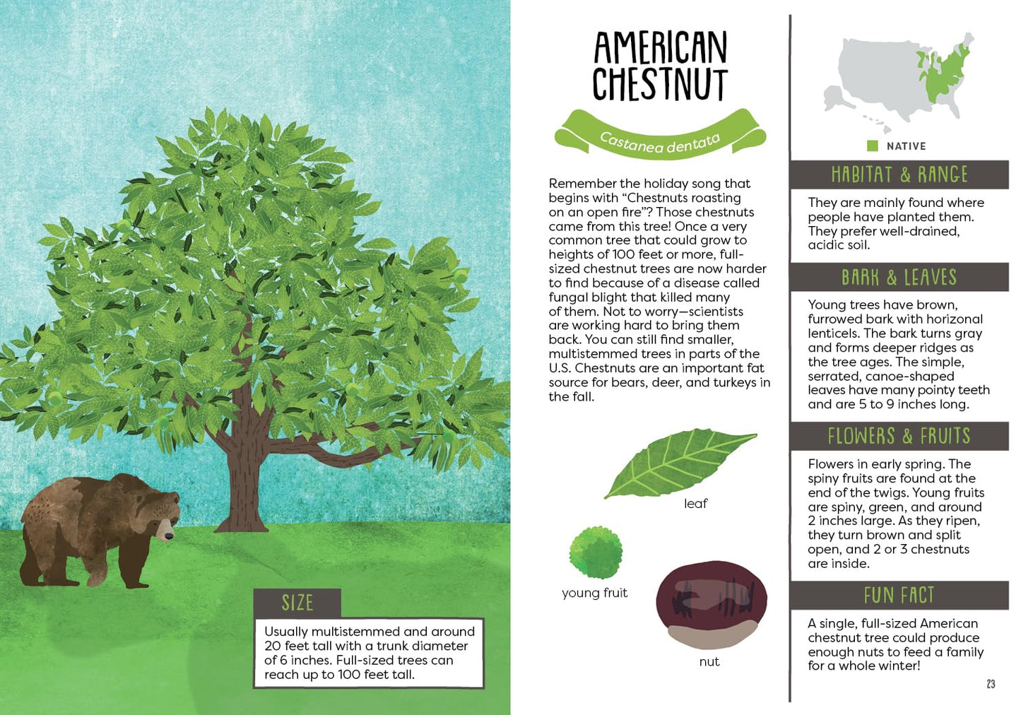 A Kid's Guide to Backyard Trees