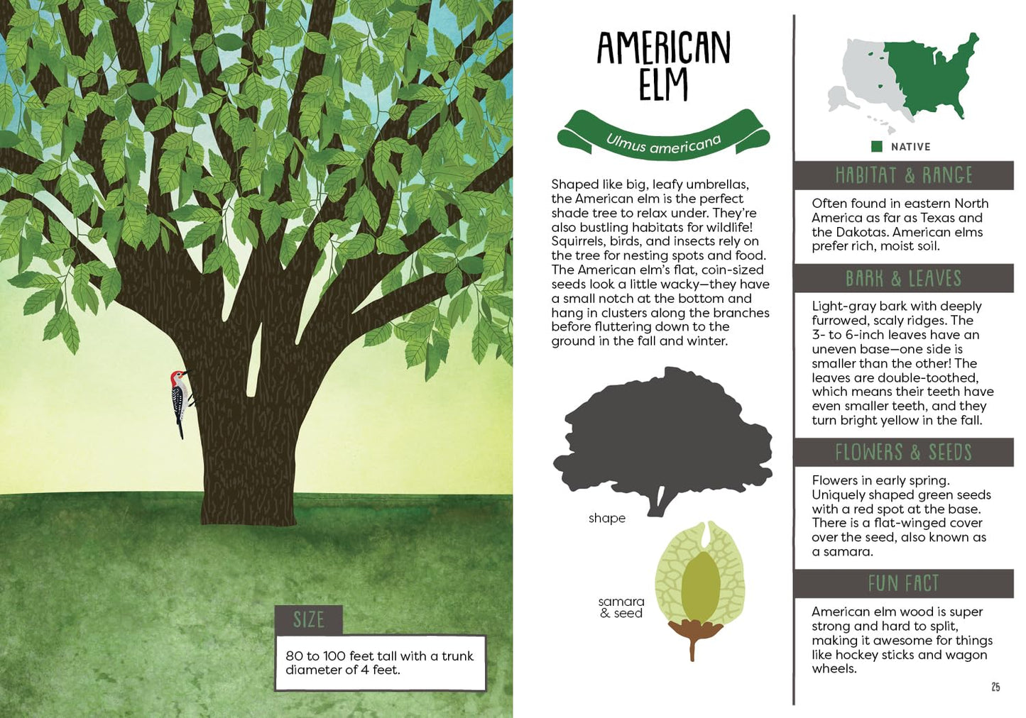 A Kid's Guide to Backyard Trees