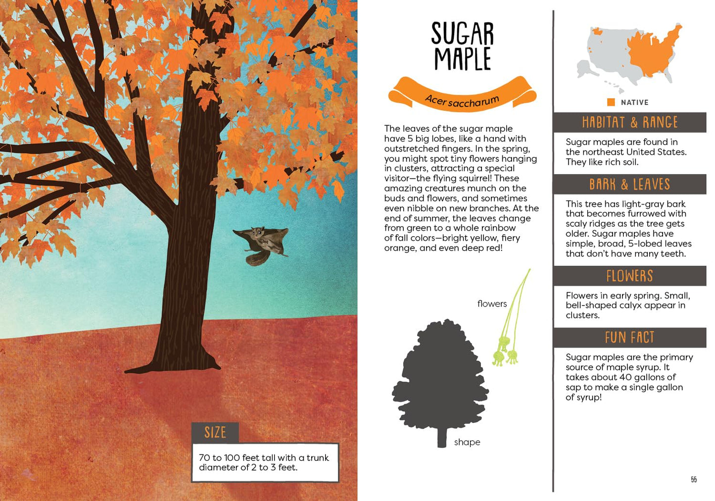 A Kid's Guide to Backyard Trees