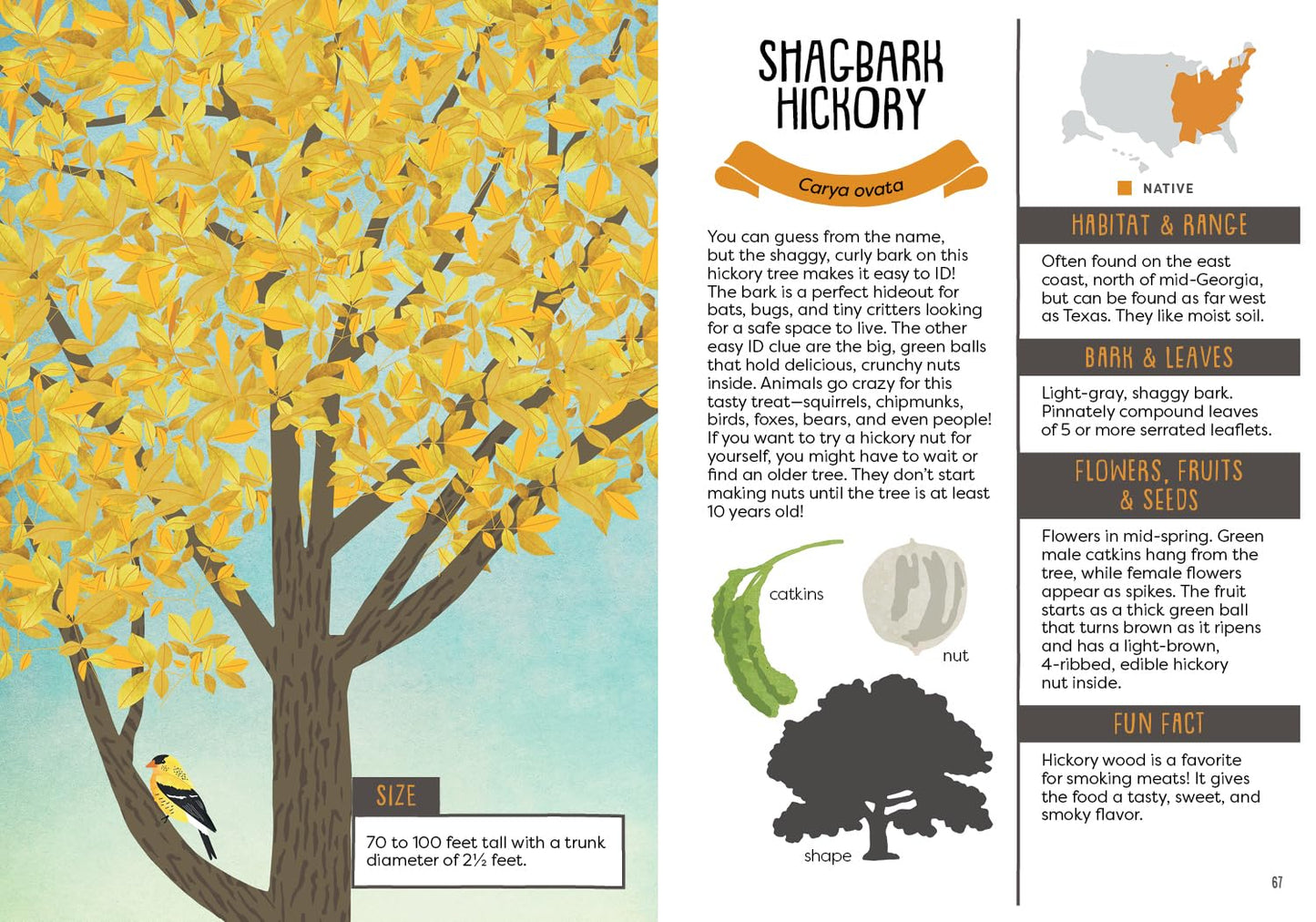 A Kid's Guide to Backyard Trees