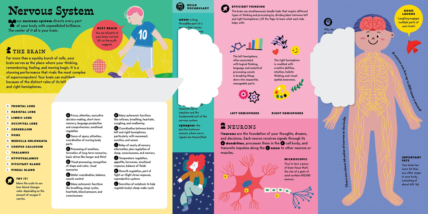 The Interactive Human Body