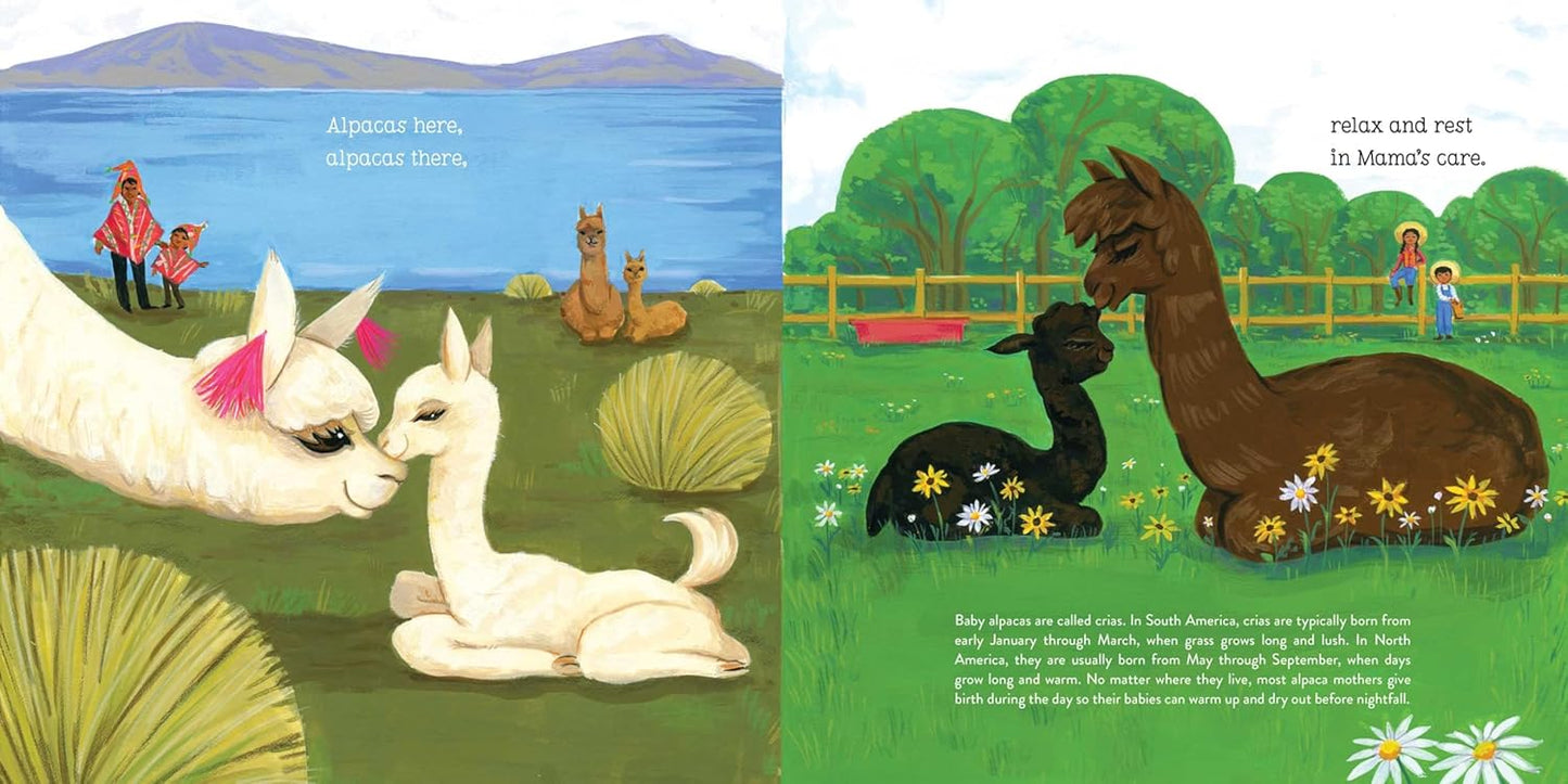 Alpacas Here, Alpacas There