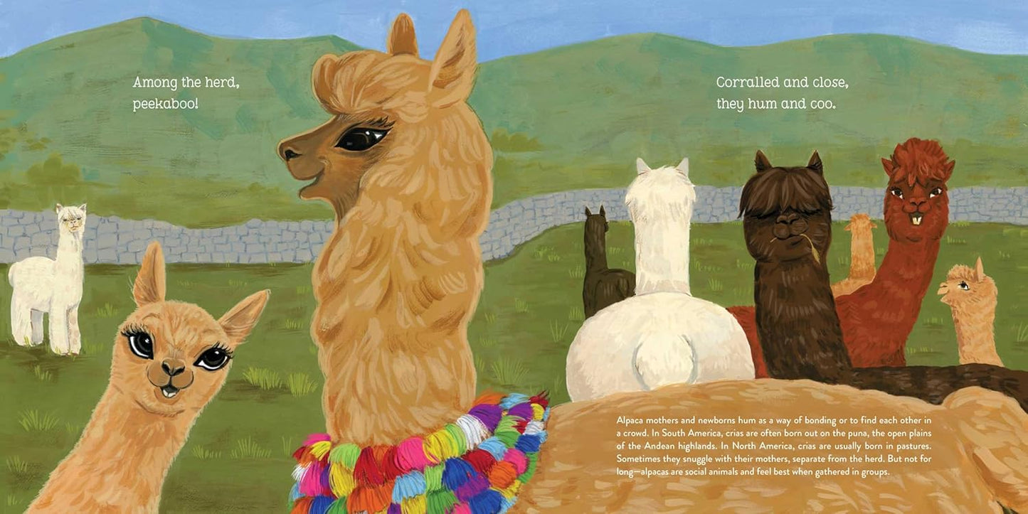 Alpacas Here, Alpacas There