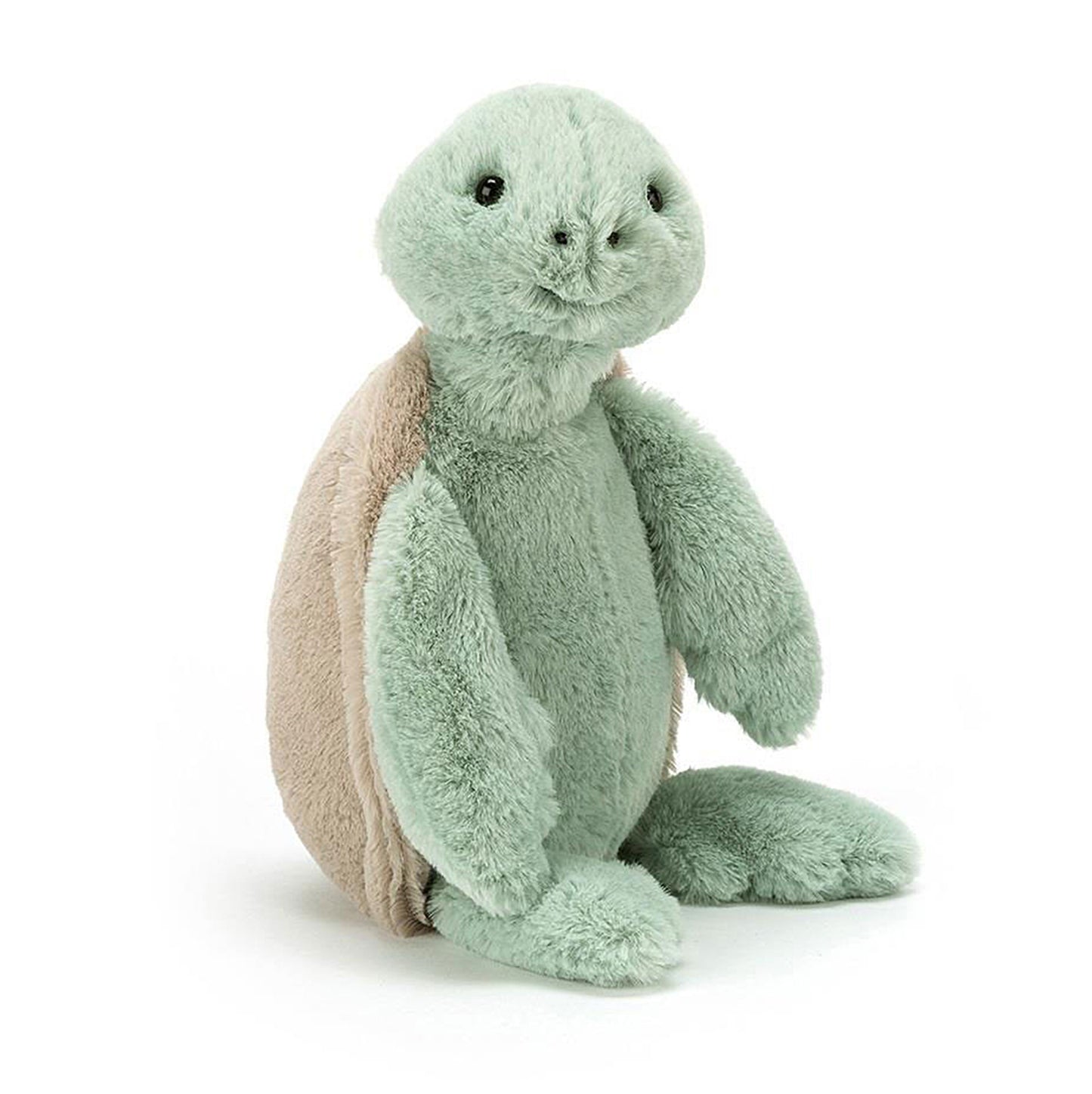 Bashful Turtle