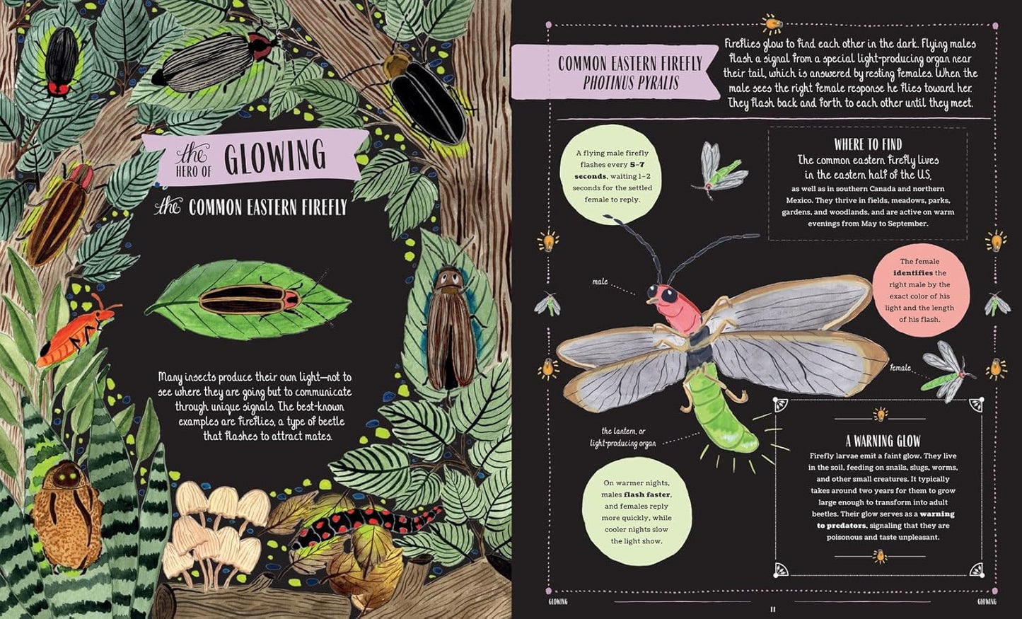 Buzz: A Family Guide to Bugs and Bees and How to Spot Them