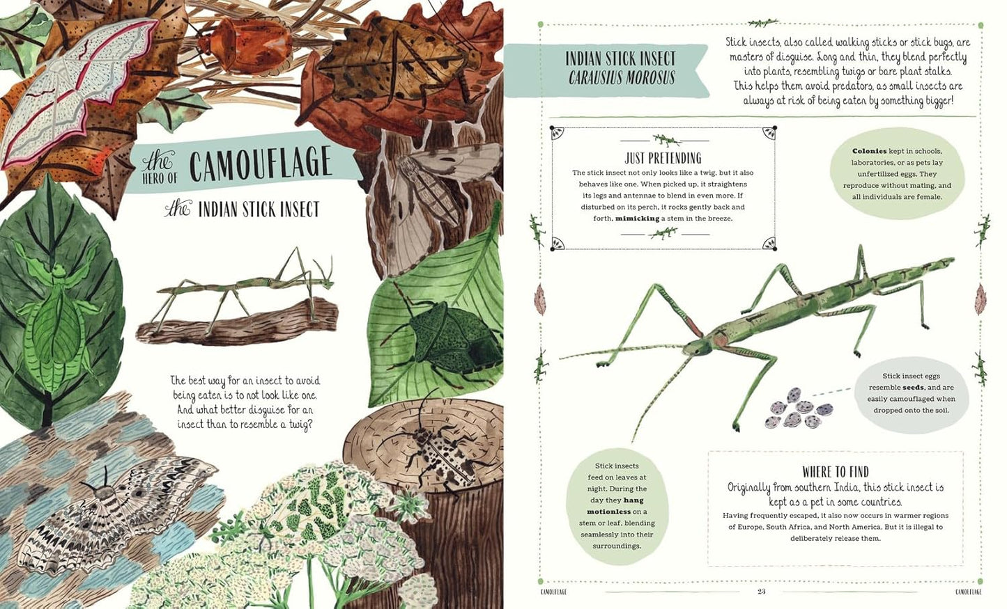 Buzz: A Family Guide to Bugs and Bees and How to Spot Them