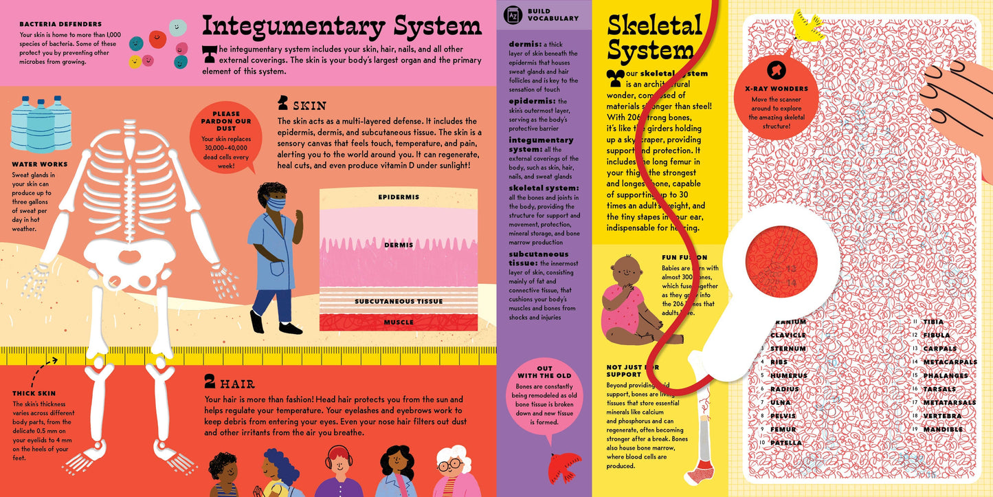 The Interactive Human Body