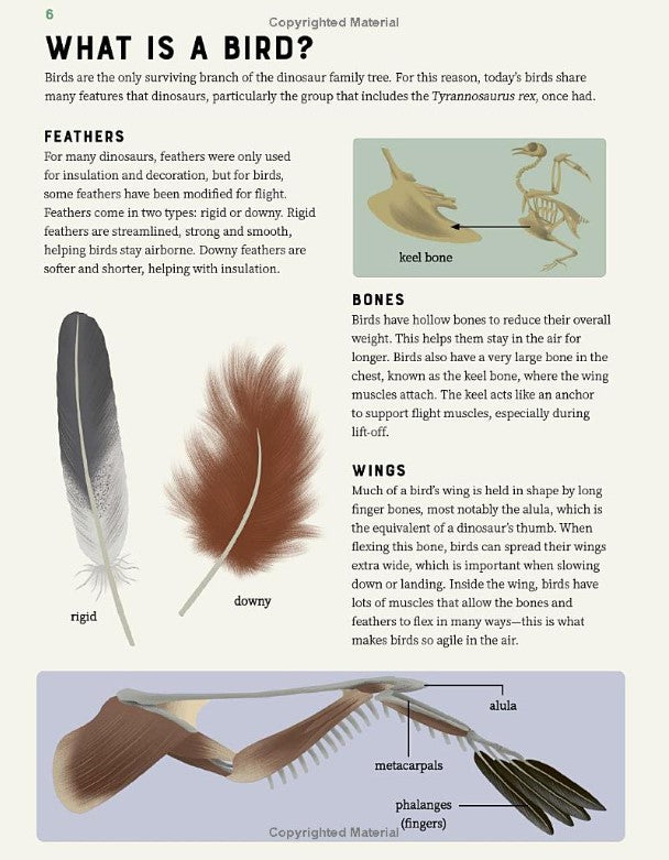 Encyclopedia of Birds