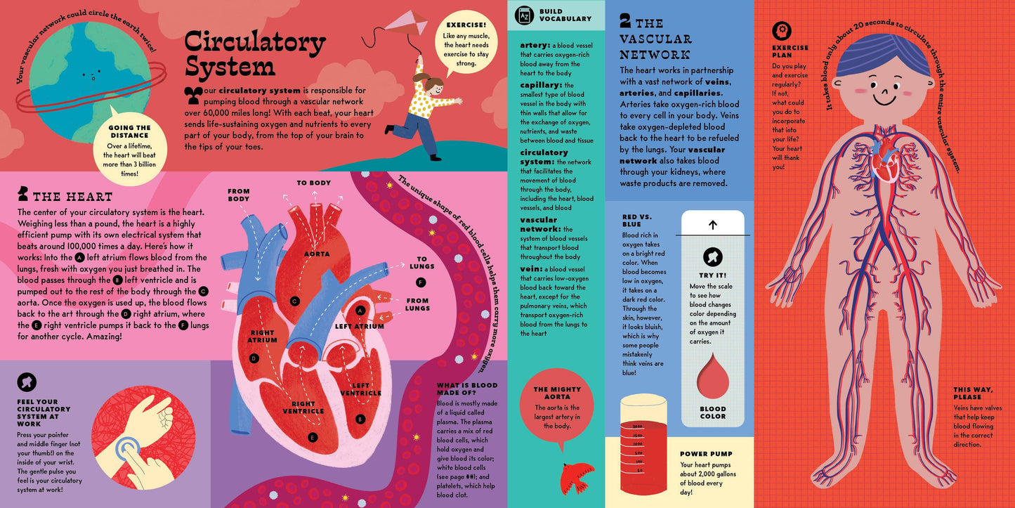 The Interactive Human Body