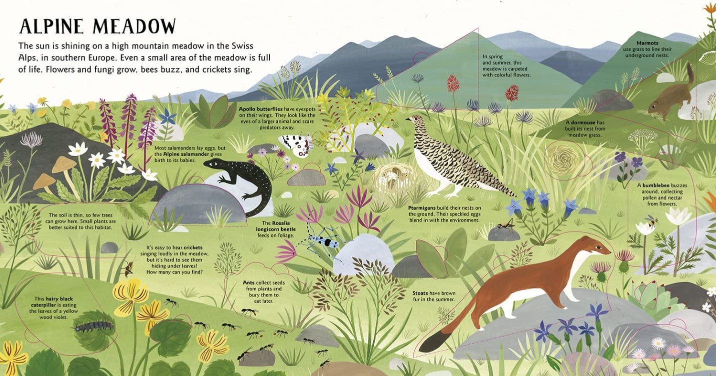 Hidden Habitats: Earth – Rolling Rabbit Books - Main Image