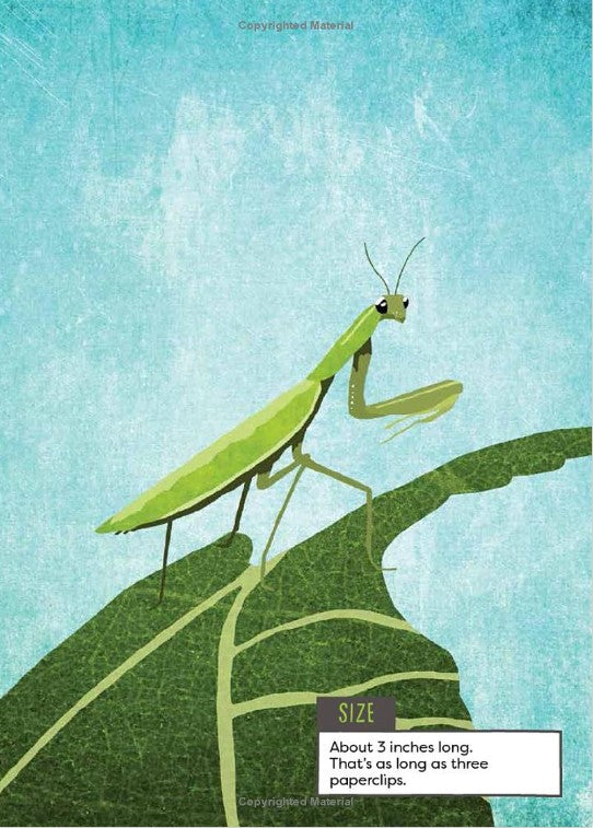 A Kid's Guide to Backyard Bugs