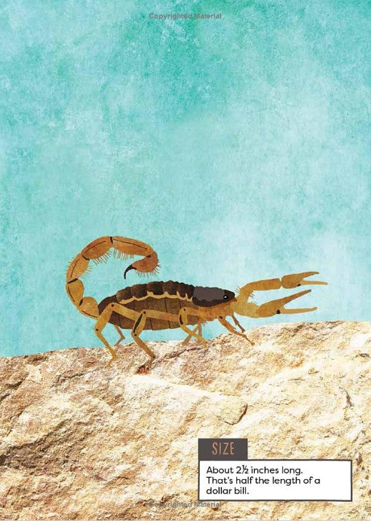 A Kid's Guide to Backyard Bugs