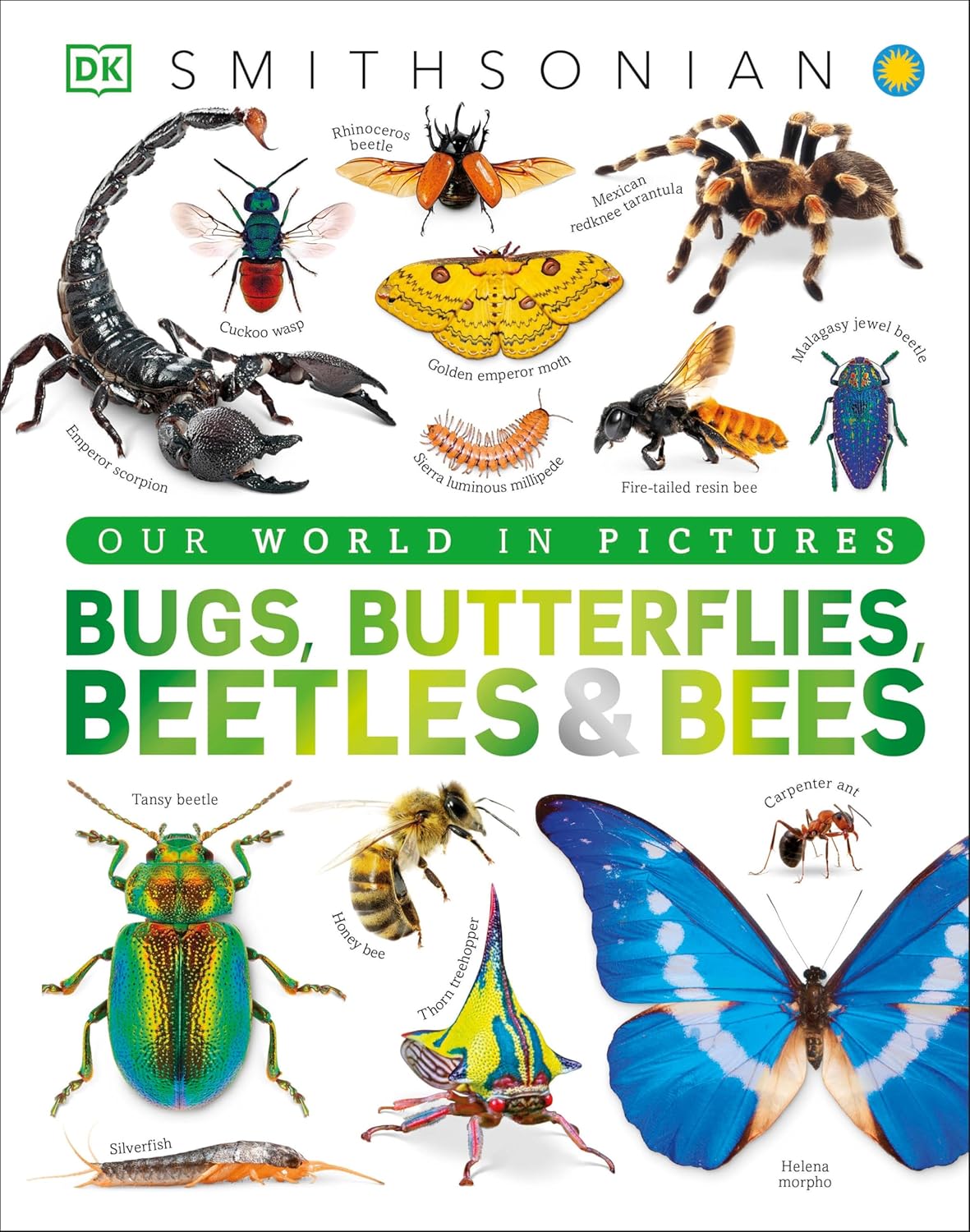 Our World in Pictures: Bugs, Butterflies, Beetles and Bees