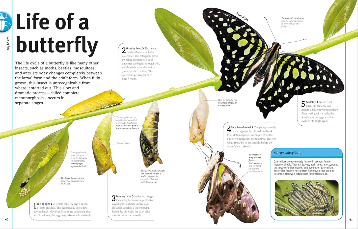 Our World in Pictures: Bugs, Butterflies, Beetles and Bees