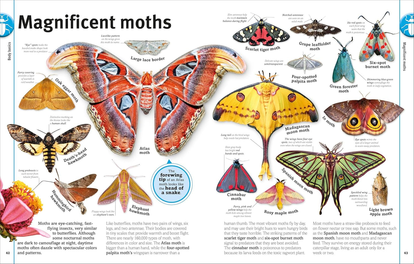 Our World in Pictures: Bugs, Butterflies, Beetles and Bees