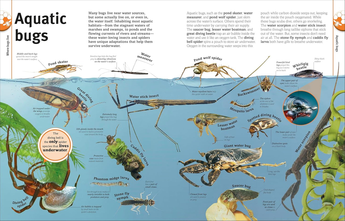 Our World in Pictures: Bugs, Butterflies, Beetles and Bees