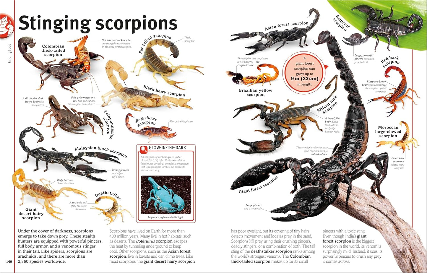 Our World in Pictures: Bugs, Butterflies, Beetles and Bees