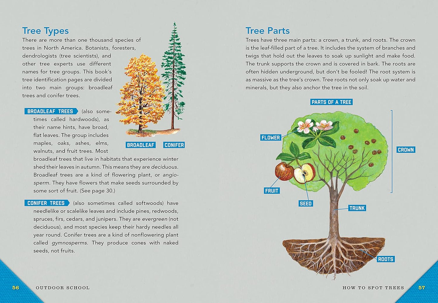 Outdoor School: Tree, Wildflower, and Mushroom Spotting