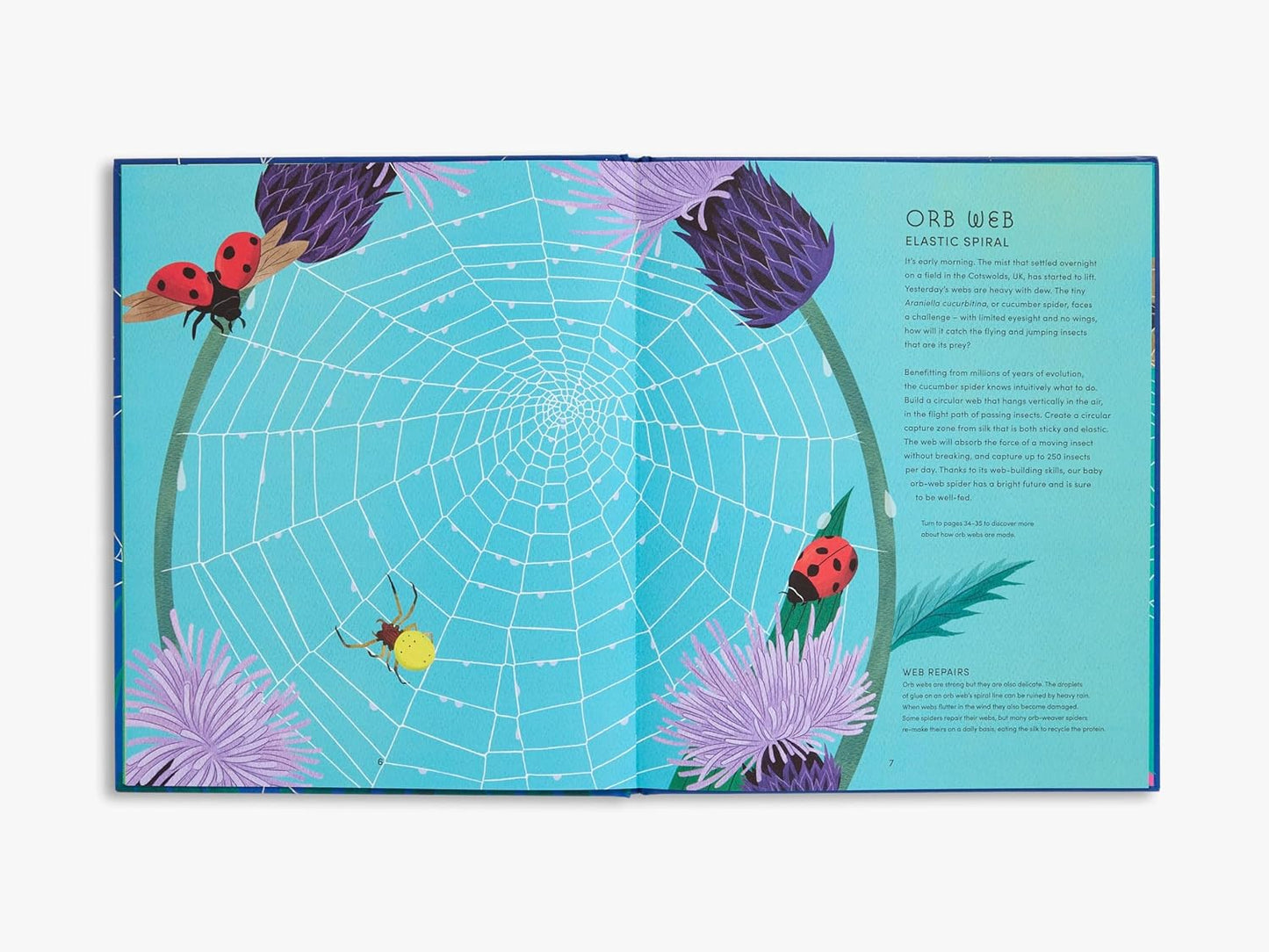 The Secret World of Spiderwebs