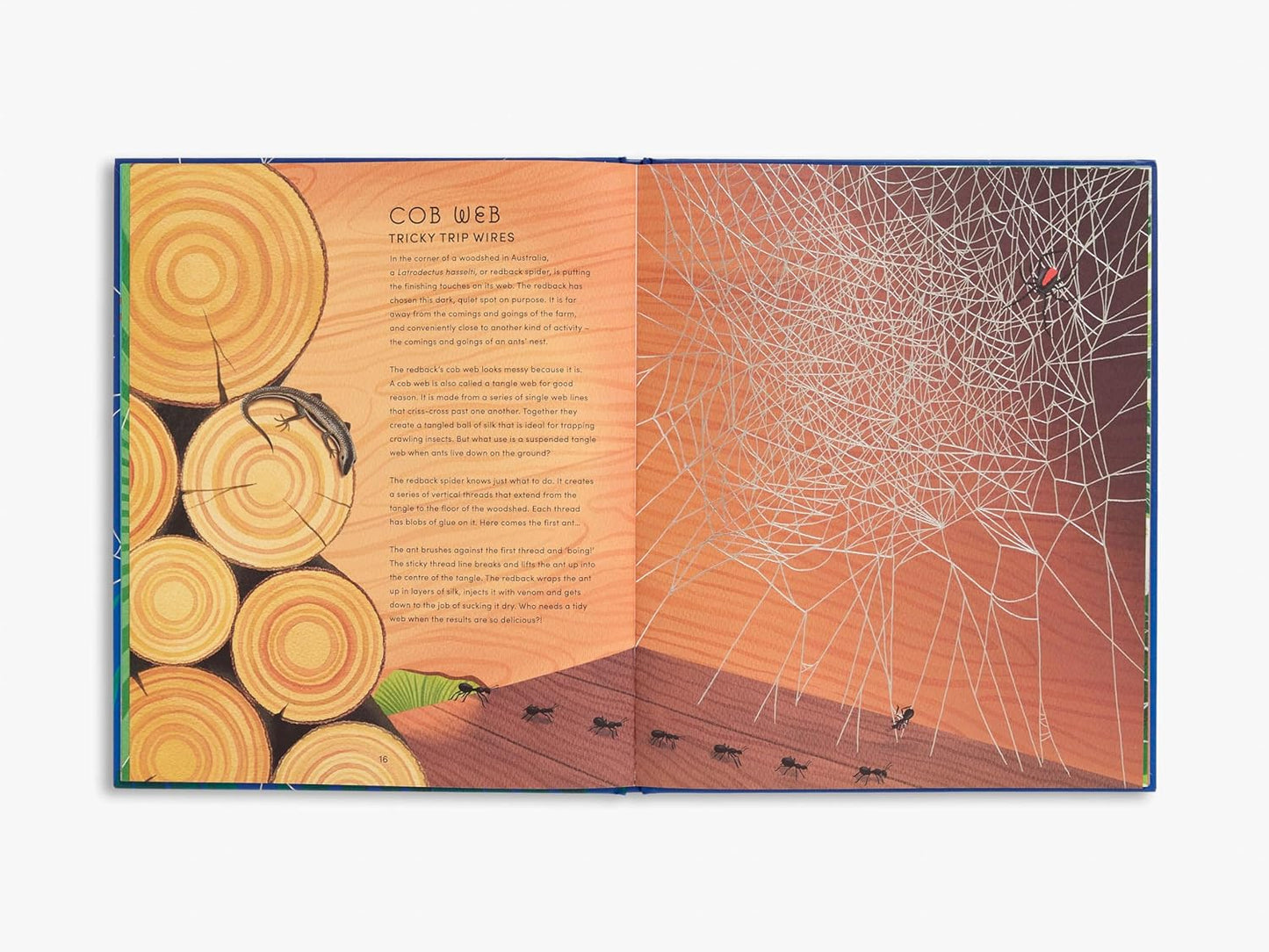 The Secret World of Spiderwebs