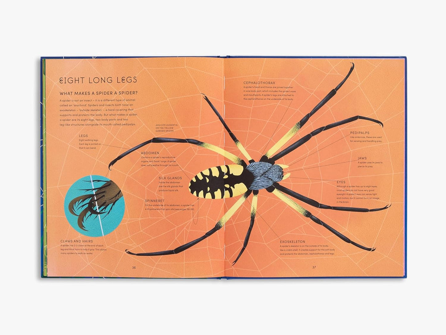 The Secret World of Spiderwebs