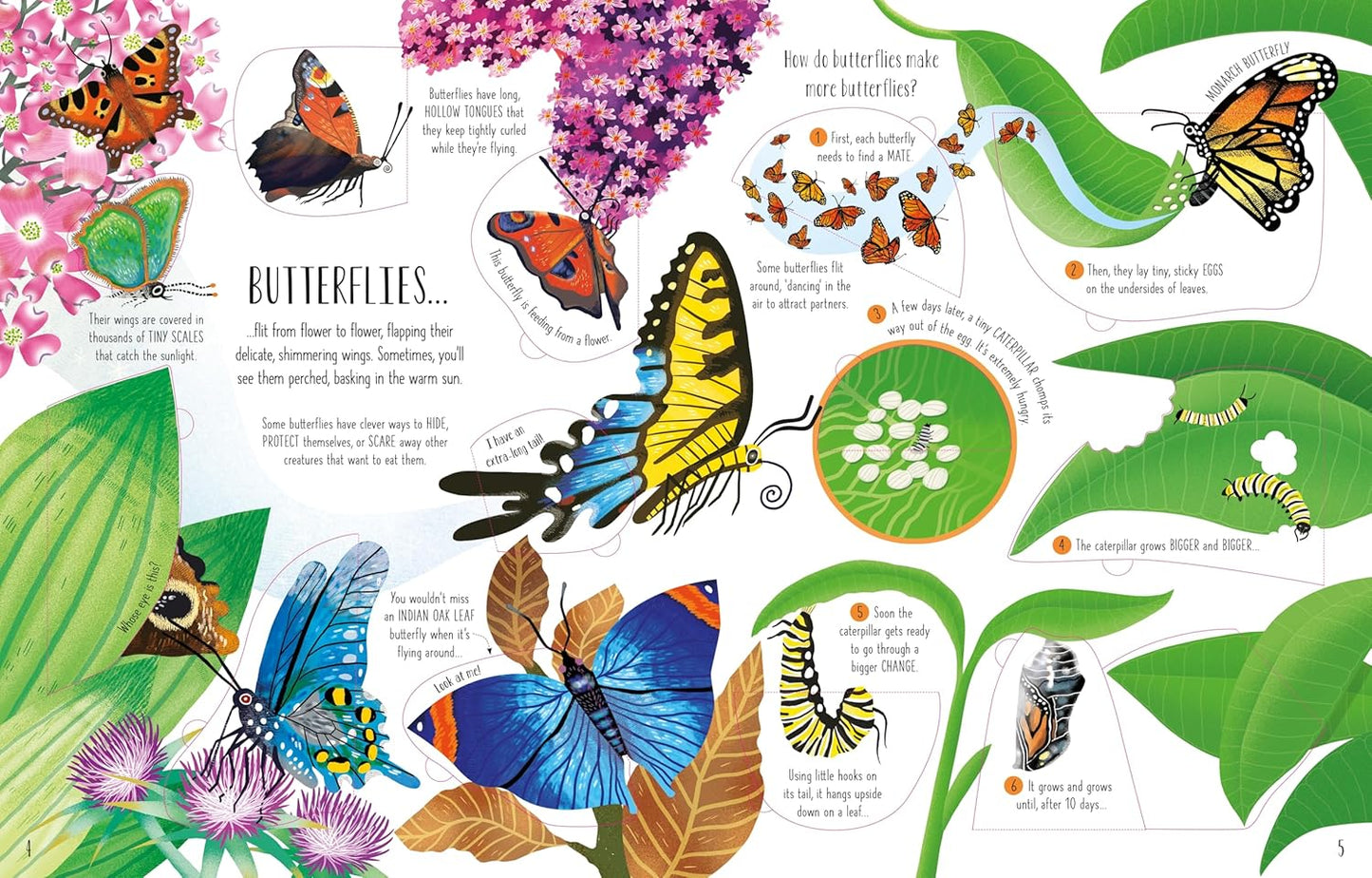 See Inside Bugs and Butterflies