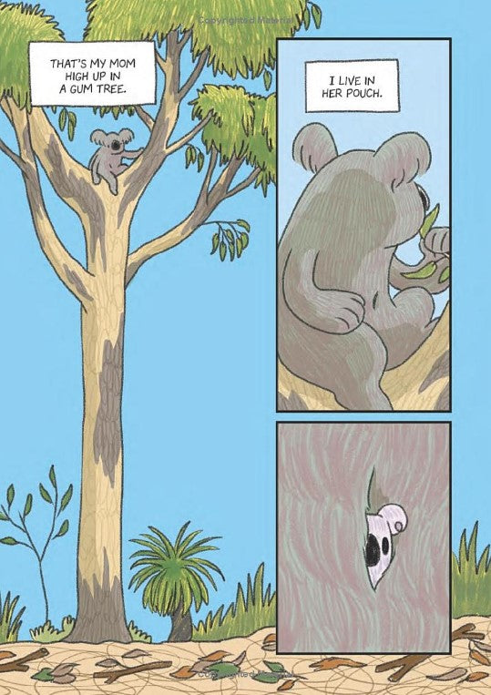 Surviving The Wild: Rainbow the Koala