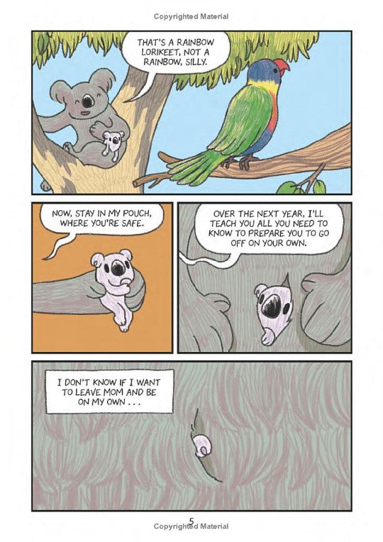Surviving The Wild: Rainbow the Koala