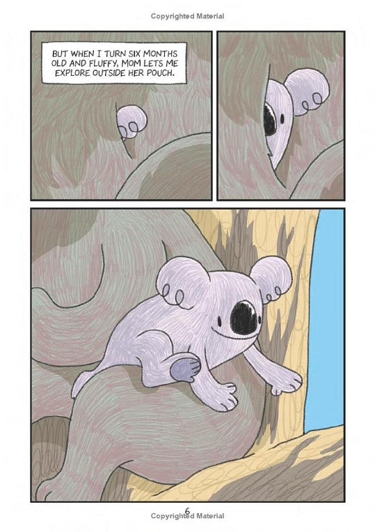 Surviving The Wild: Rainbow the Koala