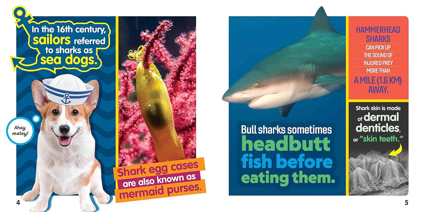 Weird But True! Sharks
