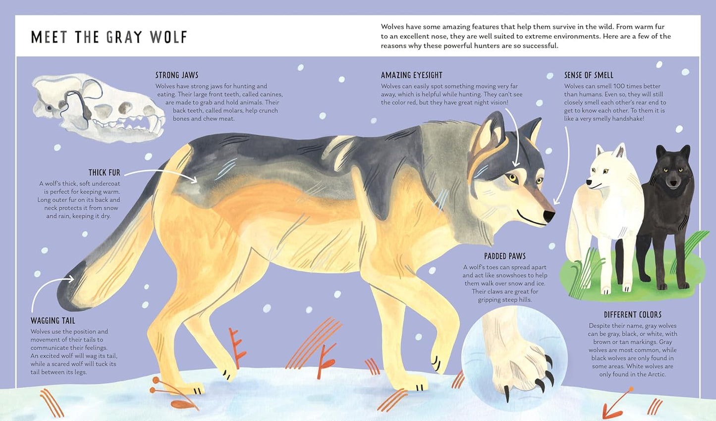 Young Zoologist: Gray Wolf