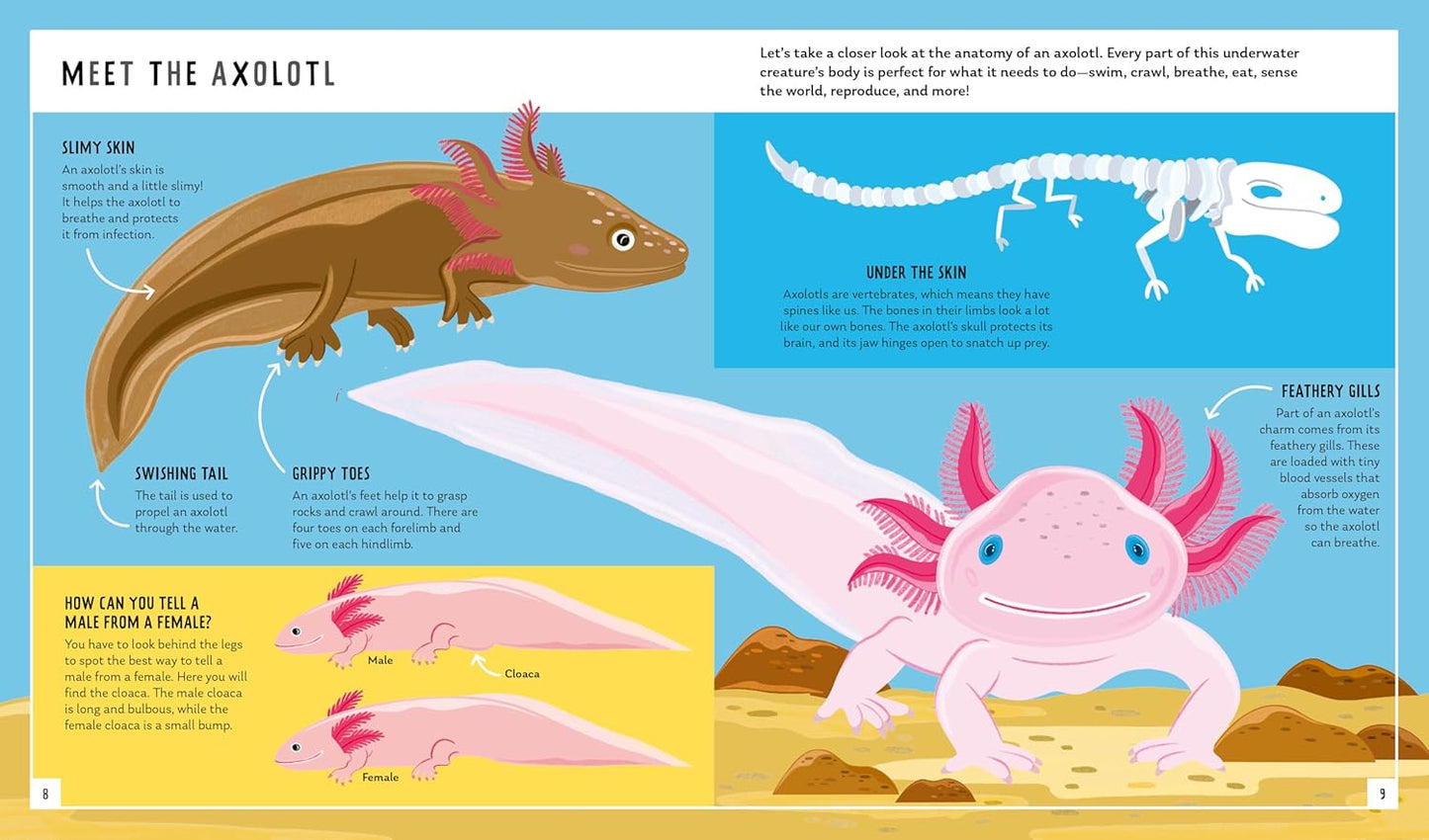 Young Zoologist: Axolotl