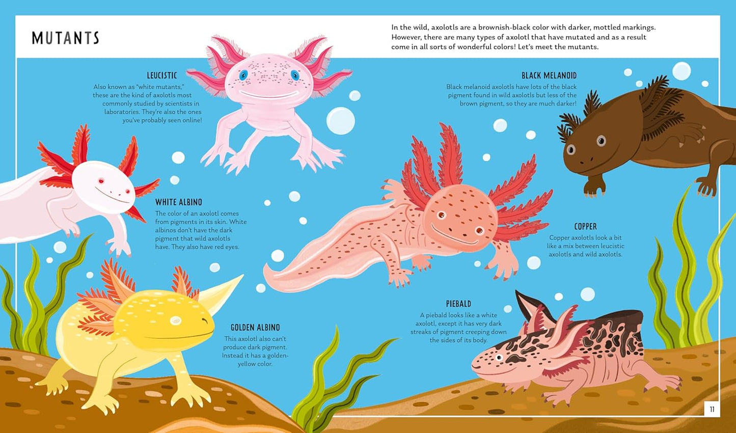 Young Zoologist: Axolotl