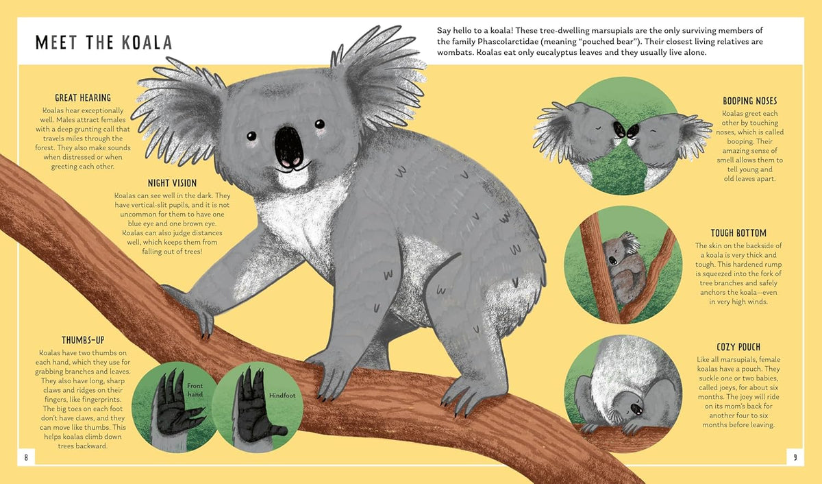 Koala And Rabbit Young Zoologist: Koala – Rolling Rabbit Books