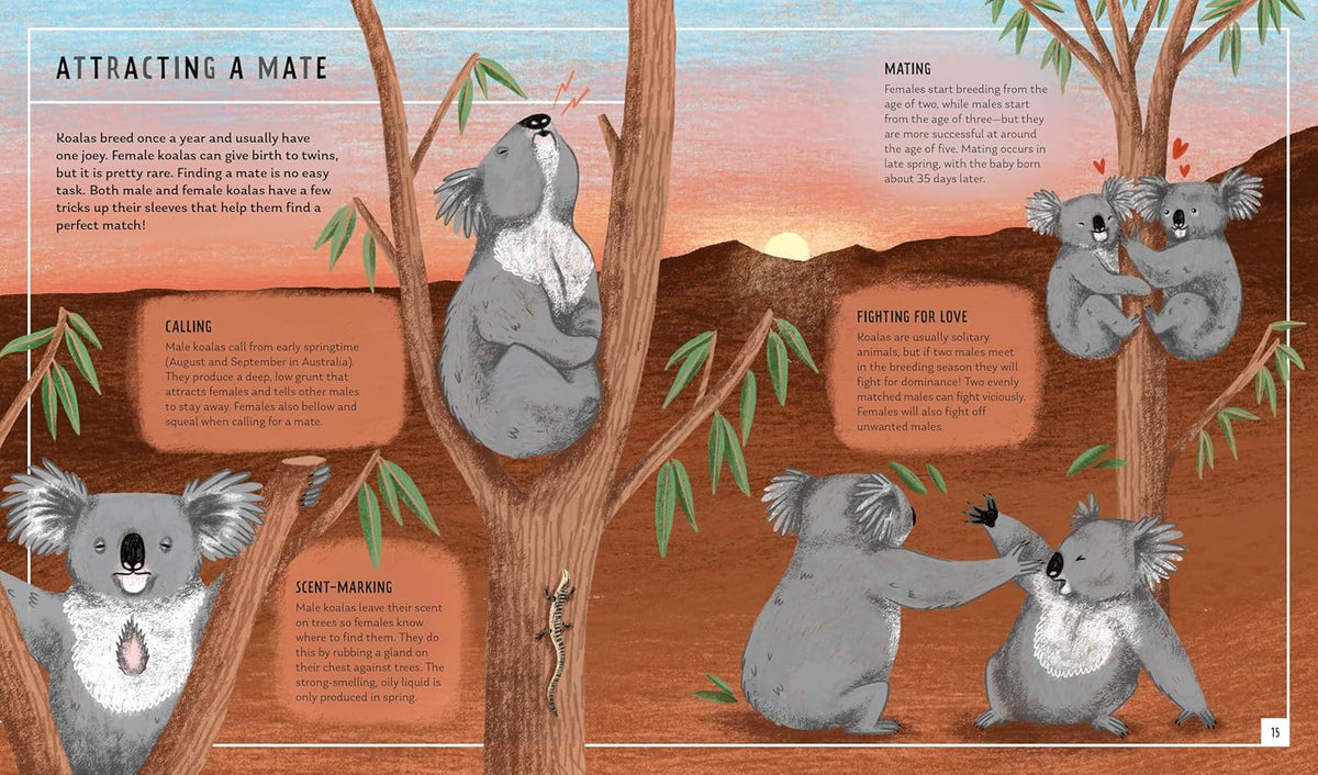 Koola And Rabbit Young Zoologist: Koala – Rolling Rabbit Books